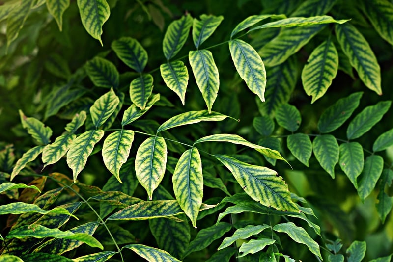 Lush Greenery and Blooms