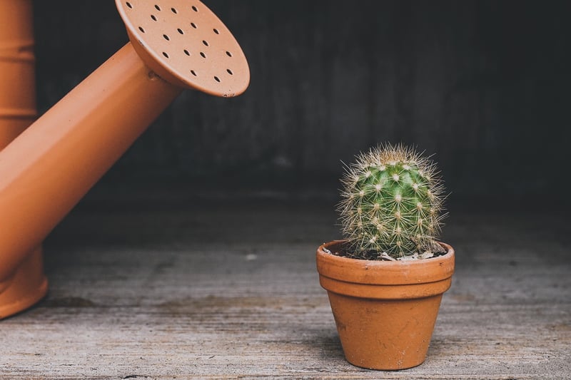 Whimsical Plant Arrangement